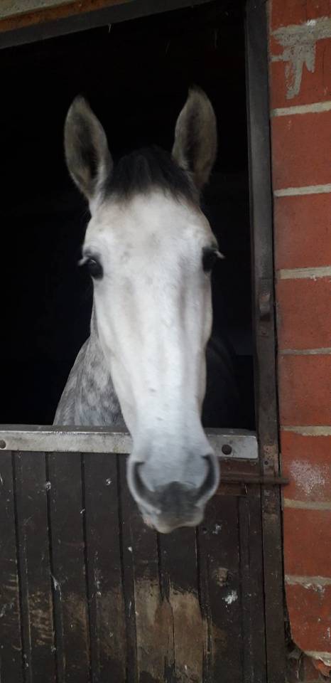 Gelding PRE Pure Spanish Bred For sale 2018 Grey