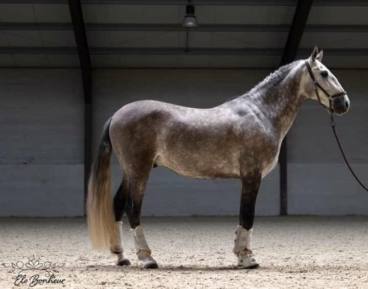 Gelding PRE Pure Spanish Bred For sale 2018 Grey