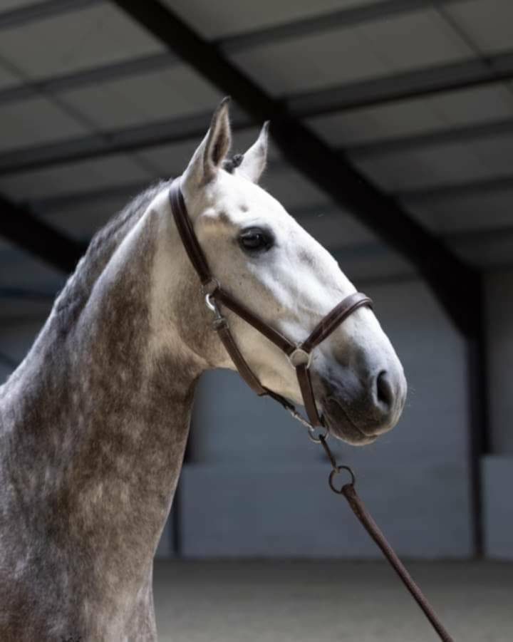 Gelding PRE Pure Spanish Bred For sale 2018 Grey