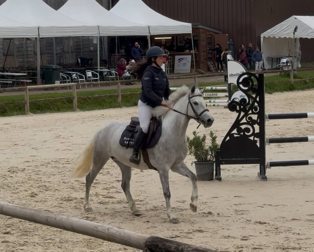Mare French Saddle Pony For sale 2019 Grey