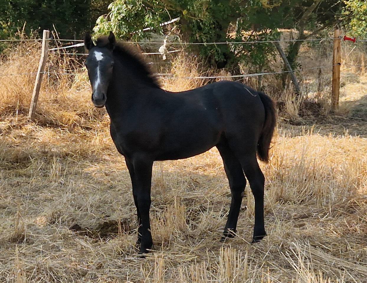 Entire Welsh Part Bred For sale 2025 Grey