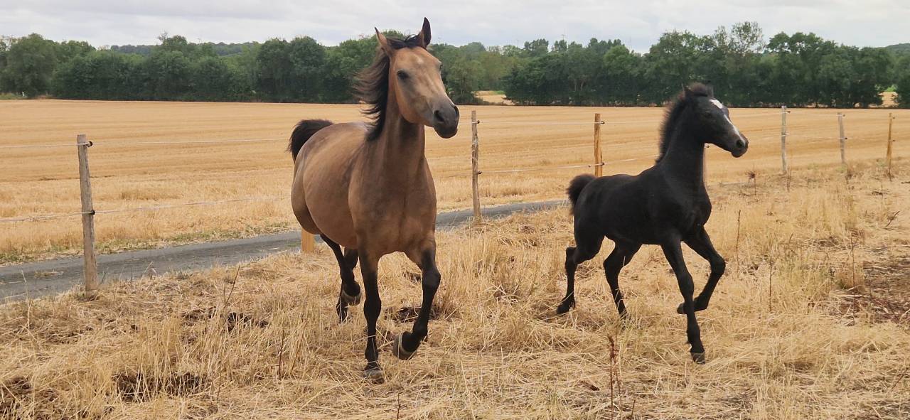 Entire Welsh Part Bred For sale 2025 Grey
