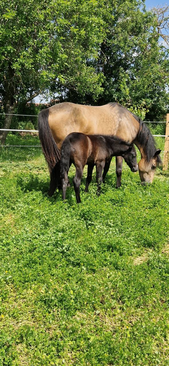 Entire Welsh Part Bred For sale 2025 Grey