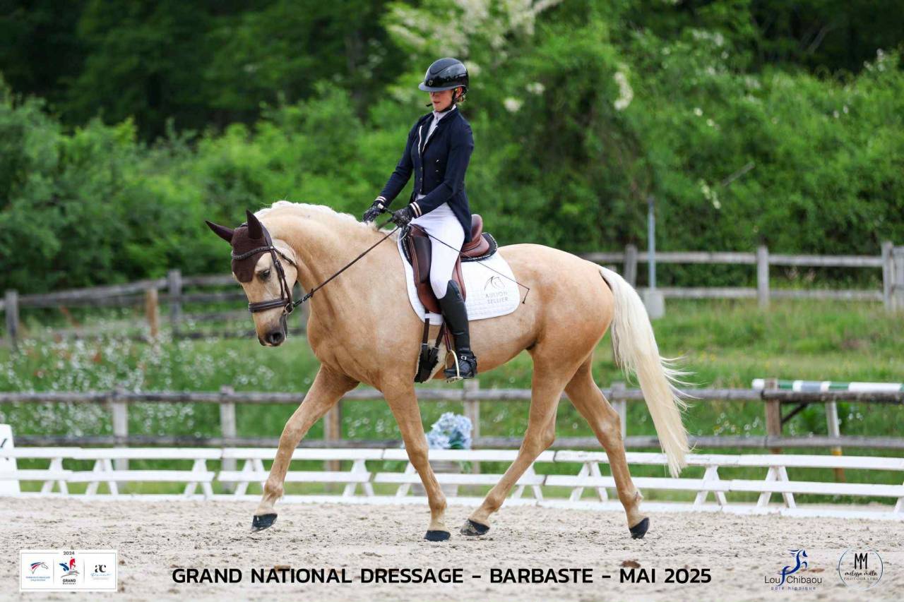 Gelding AES Anglo European Studbook For sale 2021 Palomino