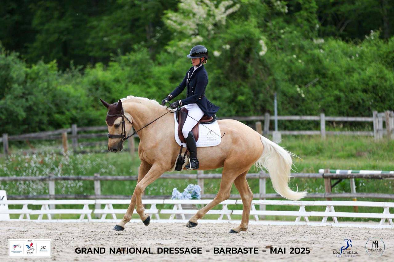 Gelding AES Anglo European Studbook For sale 2021 Palomino