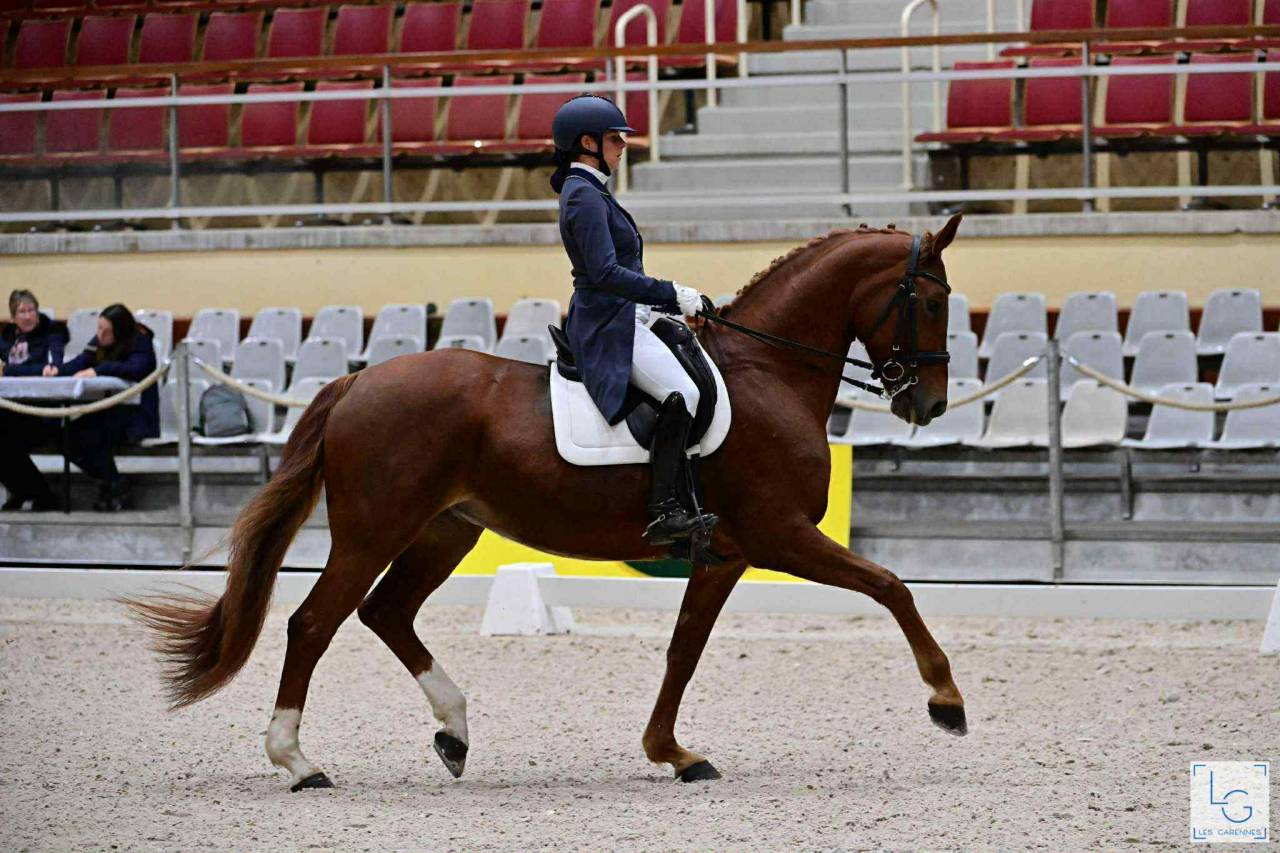 Mare Hanoverian For sale 2011 Chesnut