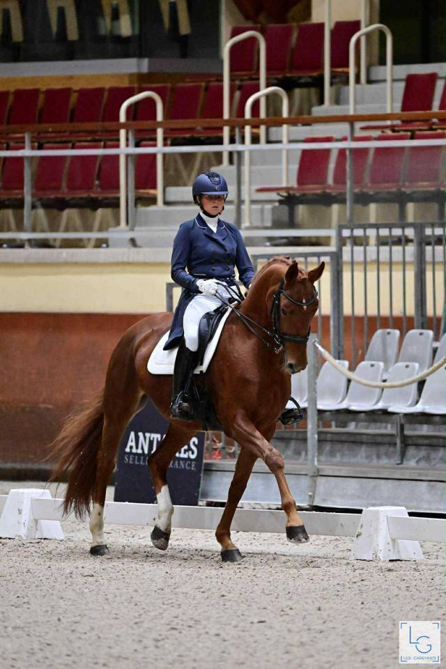 Mare Hanoverian For sale 2011 Chesnut