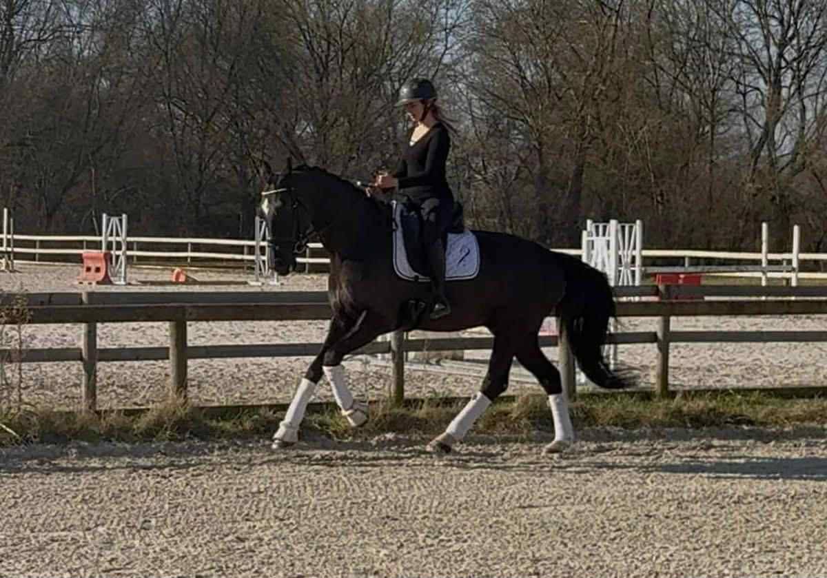 Gelding sBs Belgian Warmblood For sale 2015 Black