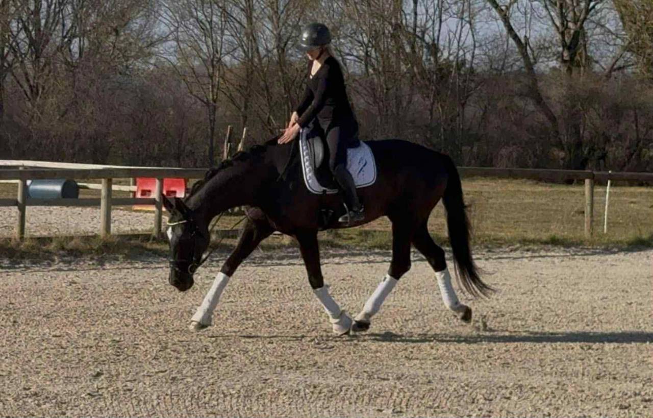 Gelding sBs Belgian Warmblood For sale 2015 Black
