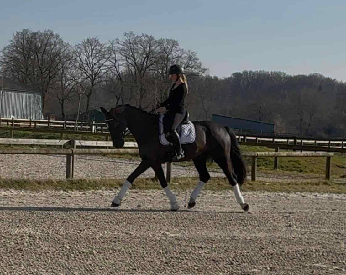 Gelding sBs Belgian Warmblood For sale 2015 Black