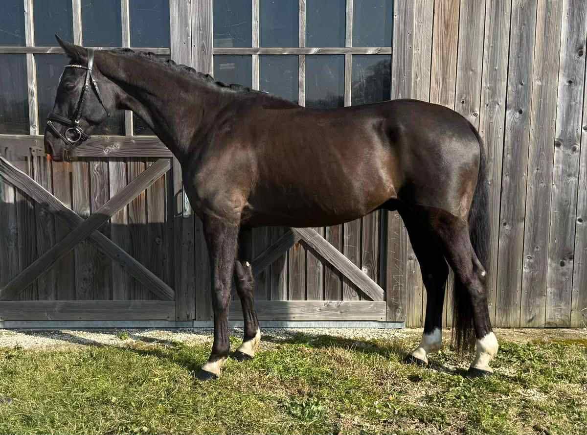 Gelding sBs Belgian Warmblood For sale 2015 Black