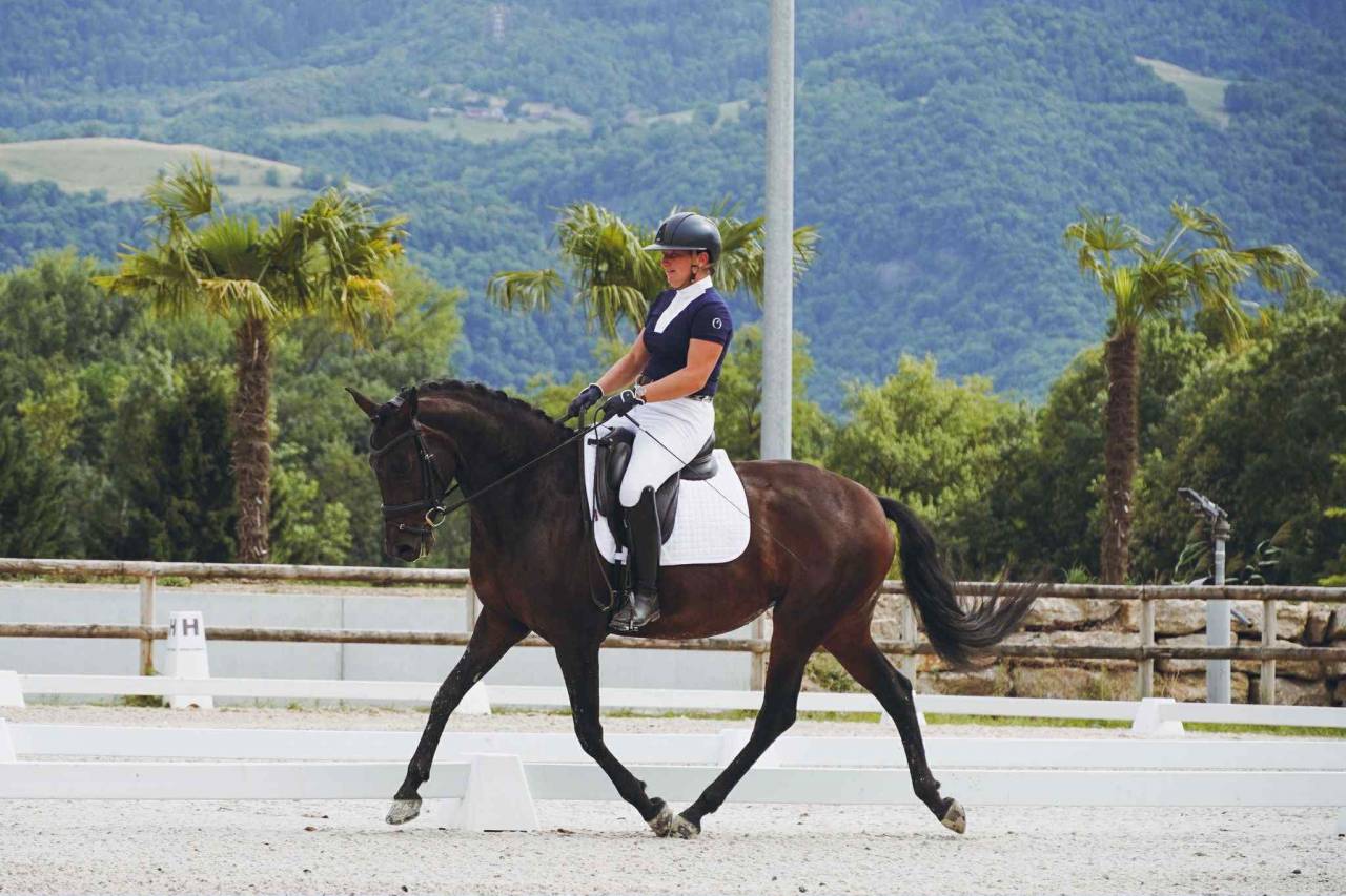 Mare Lusitano For sale 2019 Dark Bay