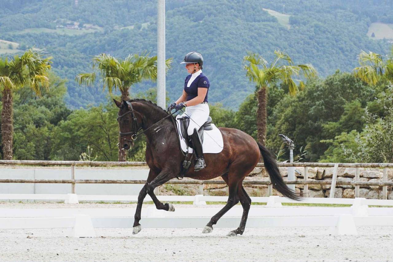 Mare Lusitano For sale 2019 Dark Bay