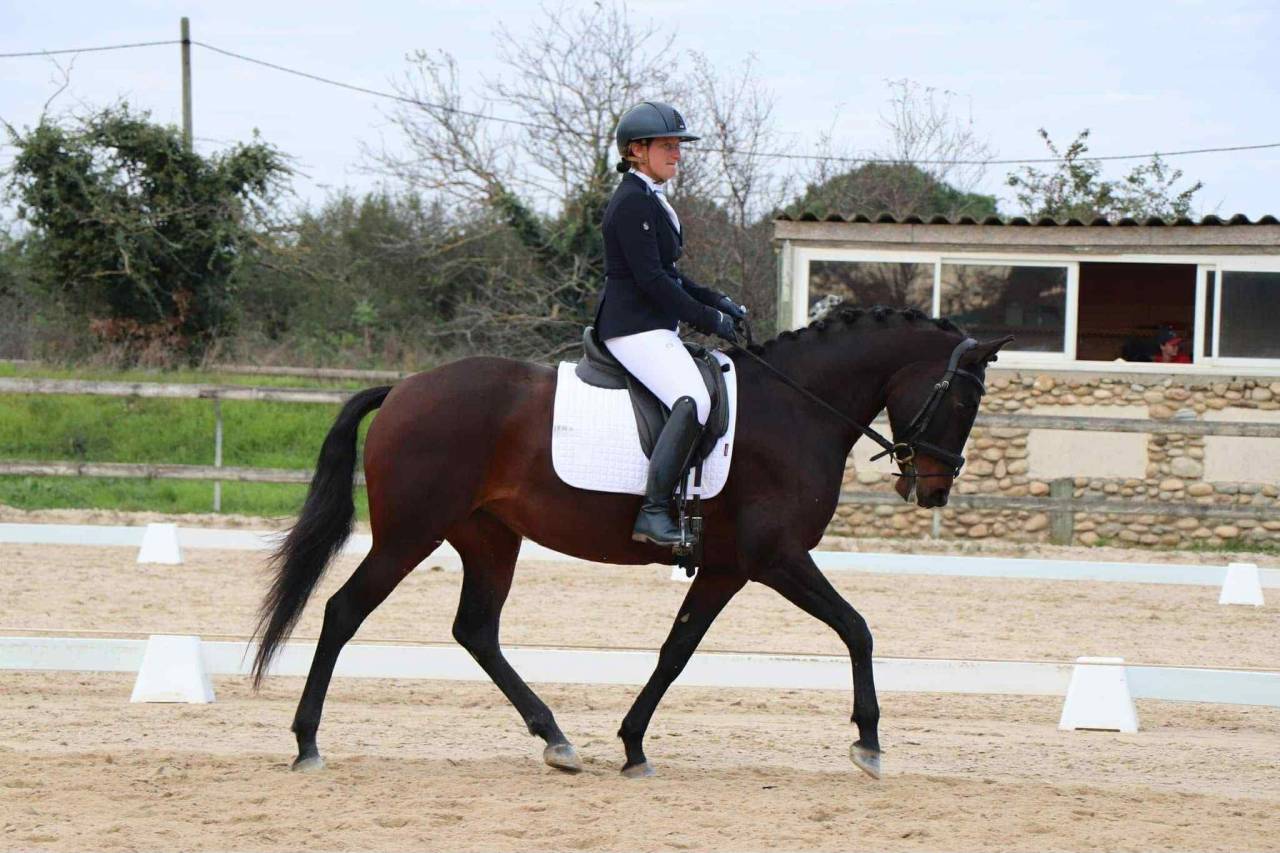 Mare Lusitano For sale 2019 Dark Bay