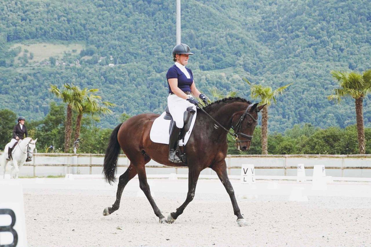 Mare Lusitano For sale 2019 Dark Bay