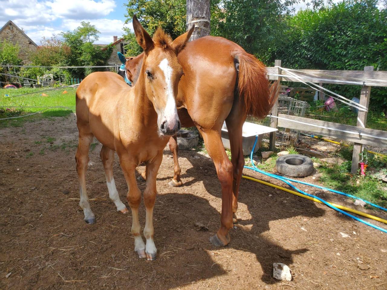 Filly Origin Recorded For sale 2025 Bay