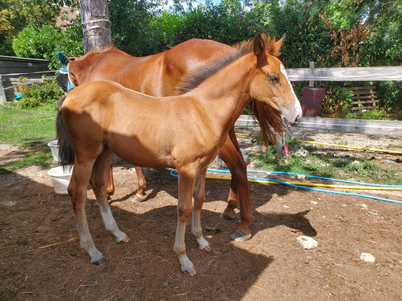 Filly Origin Recorded For sale 2025 Bay