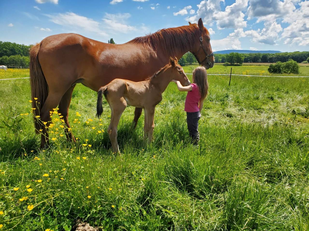 Filly Origin Recorded For sale 2025 Bay