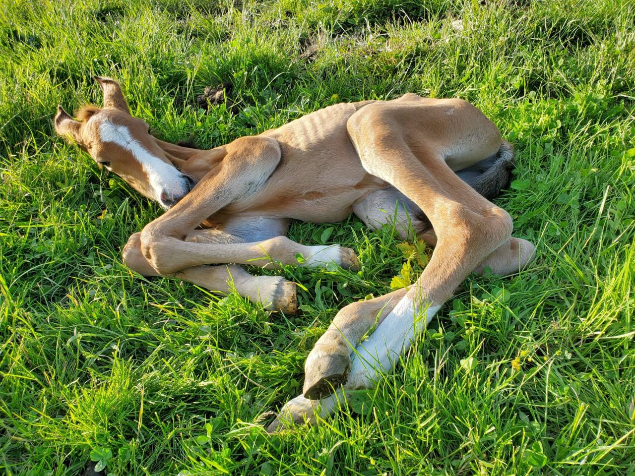 Filly Origin Recorded For sale 2025 Bay