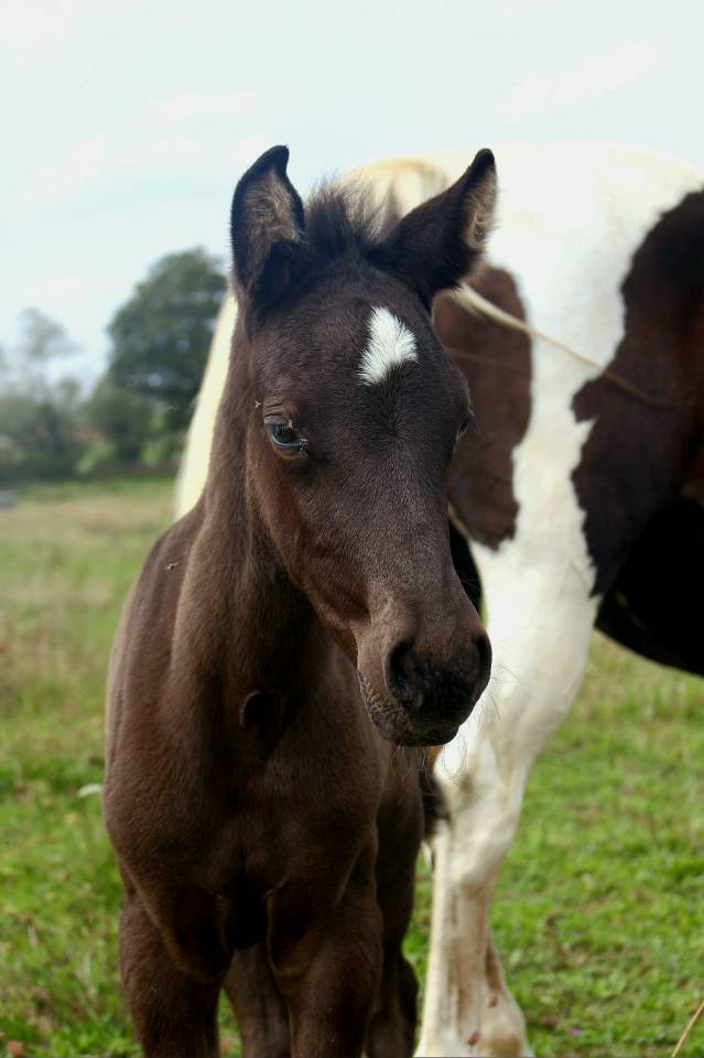 Filly Origin Recorded For sale 2025 Black