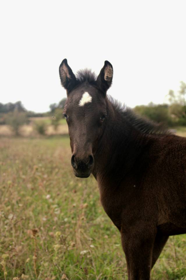 Filly Origin Recorded For sale 2025 Black