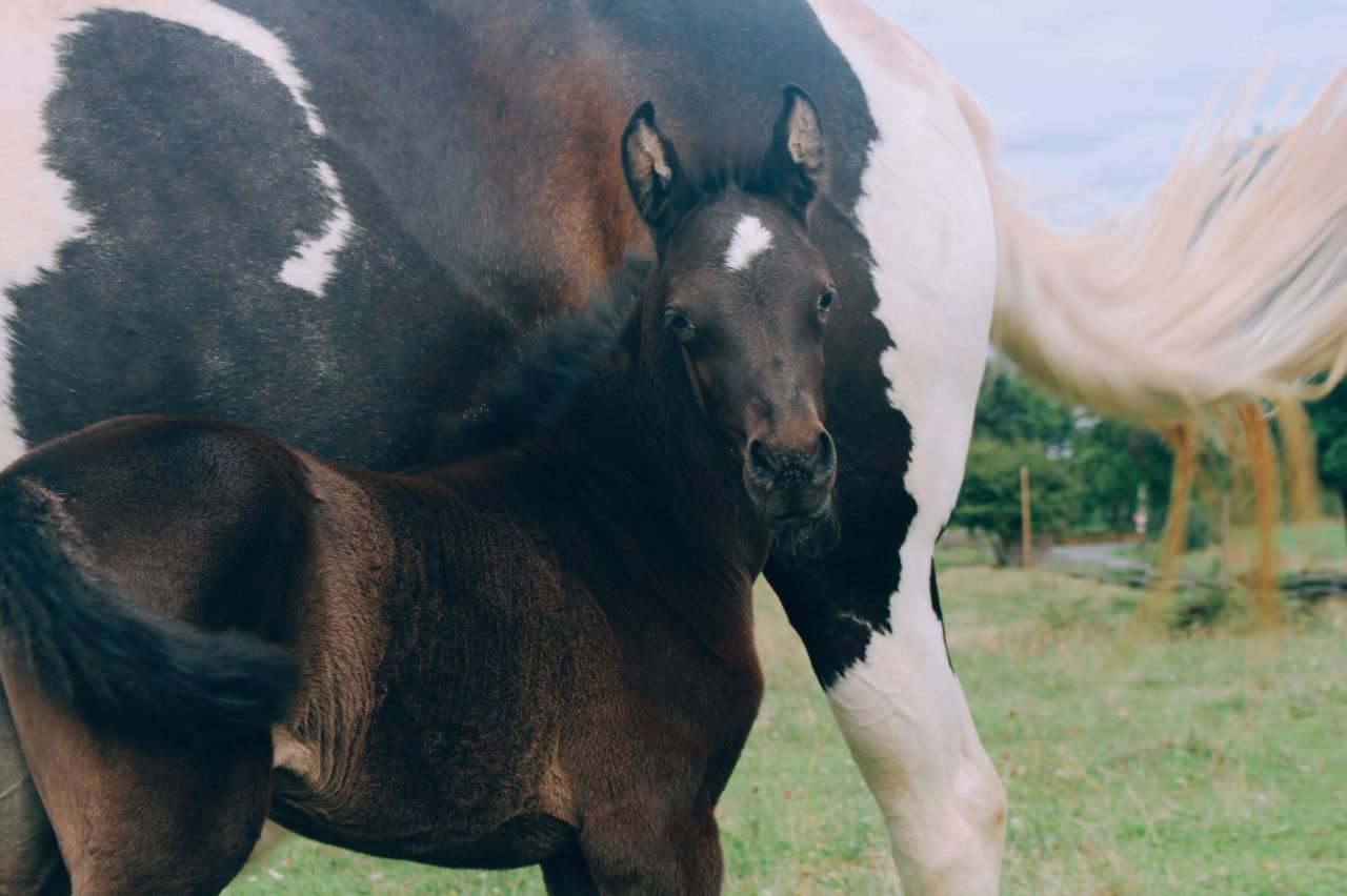 Filly Origin Recorded For sale 2025 Black