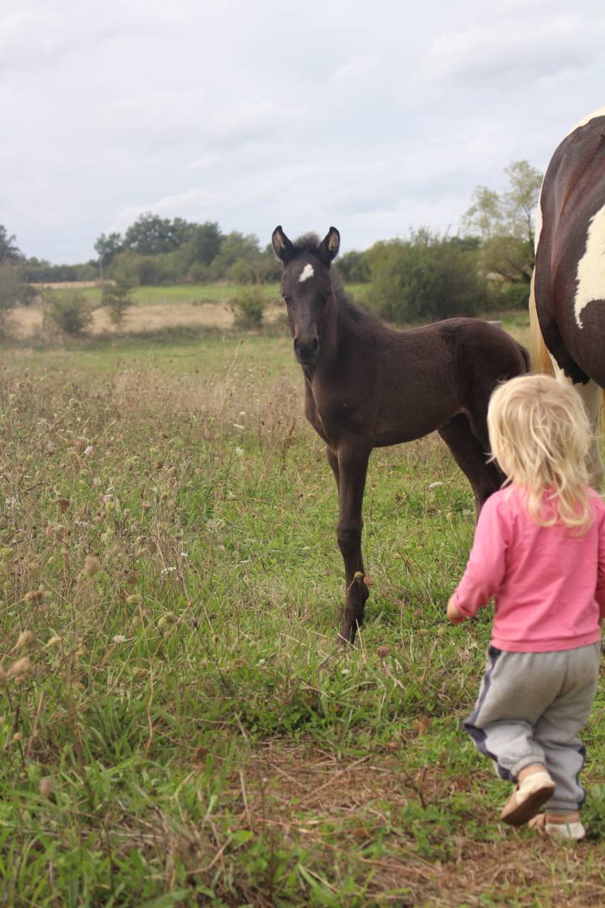 Filly Origin Recorded For sale 2025 Black