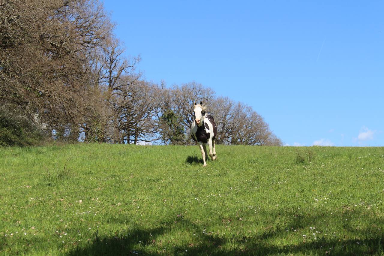 Filly Origin Recorded For sale 2025 Black