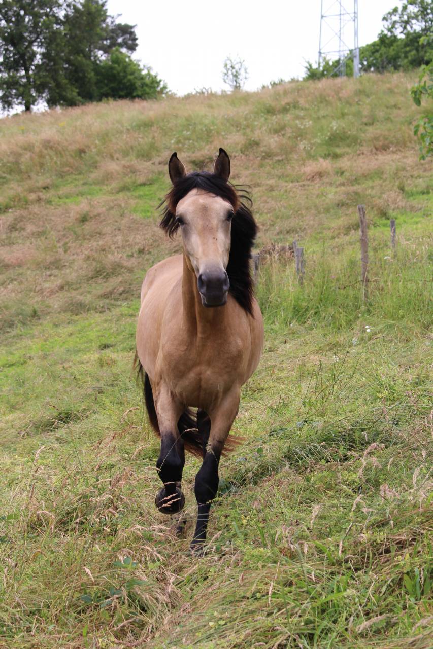 Filly Origin Recorded For sale 2025 Black