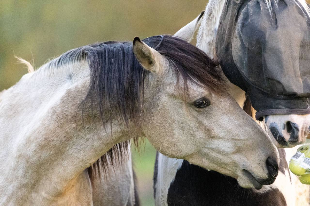 Filly Origin Recorded For sale 2025 Black