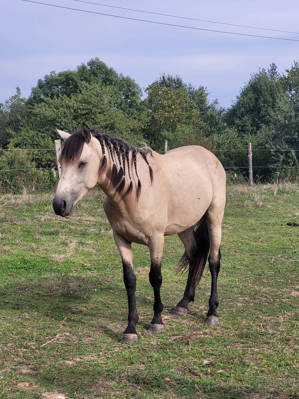 Filly Origin Recorded For sale 2025 Black