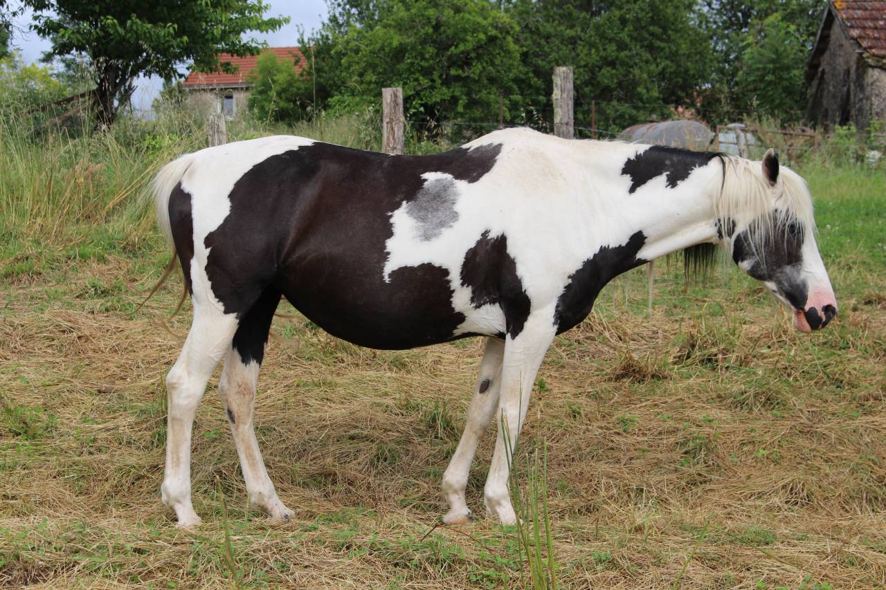 Filly Origin Recorded For sale 2025 Black