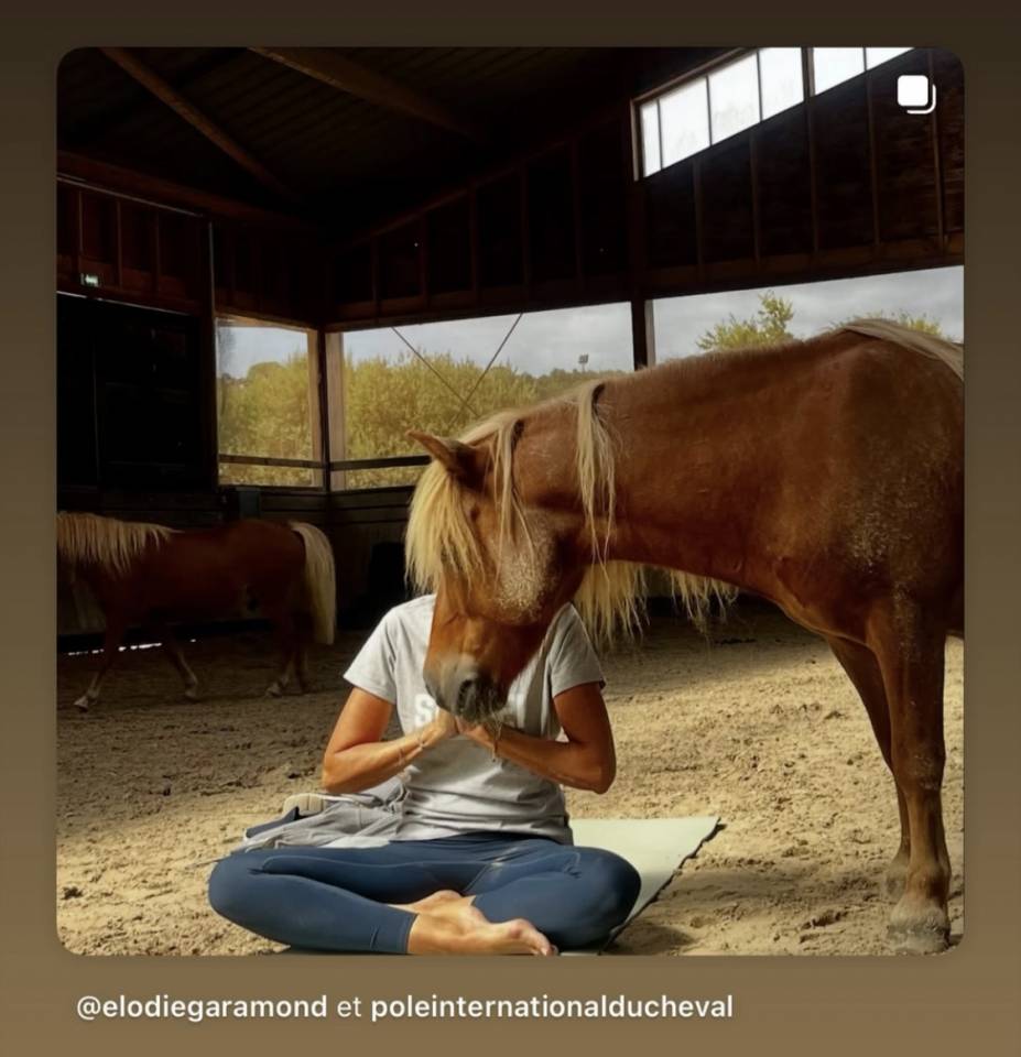 Gelding Shetland Pony For sale 2014 Silver dapple