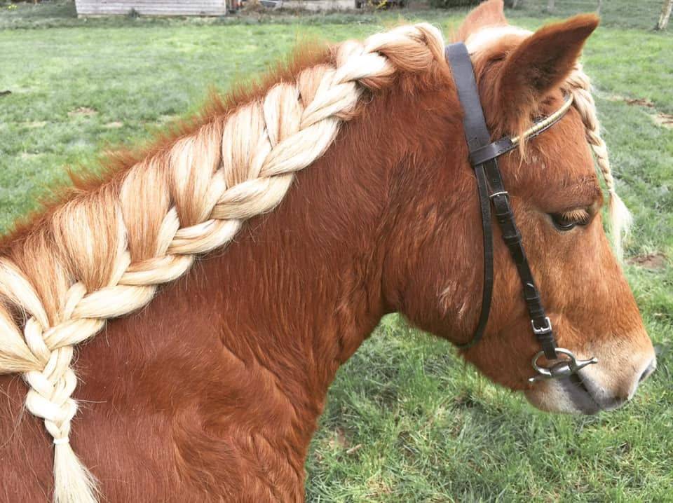 Gelding Shetland Pony For sale 2014 Silver dapple