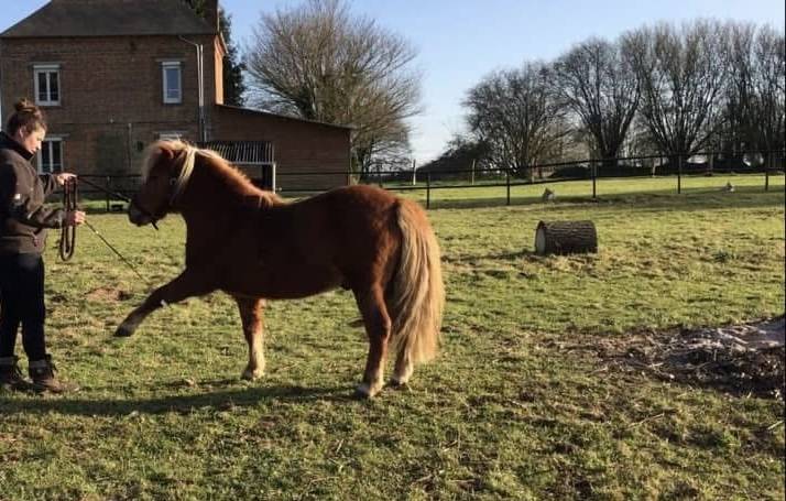 Gelding Shetland Pony For sale 2014 Silver dapple