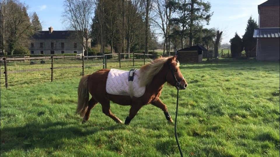 Gelding Shetland Pony For sale 2014 Silver dapple