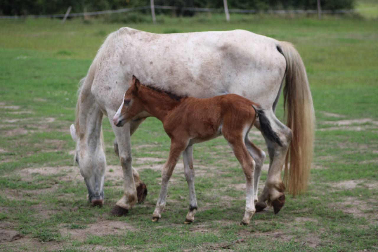 Broodmare New Forest For sale 2009 Grey