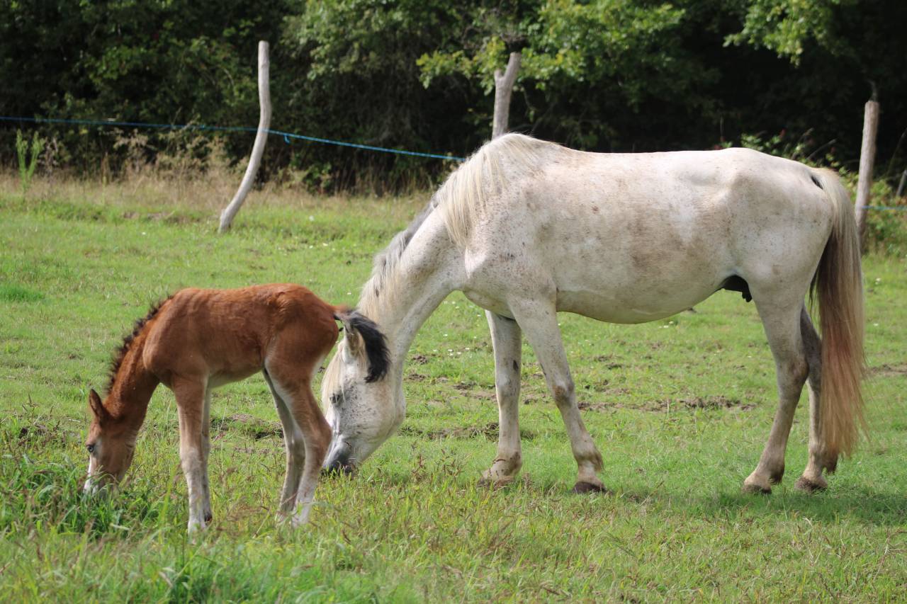 Broodmare New Forest For sale 2009 Grey