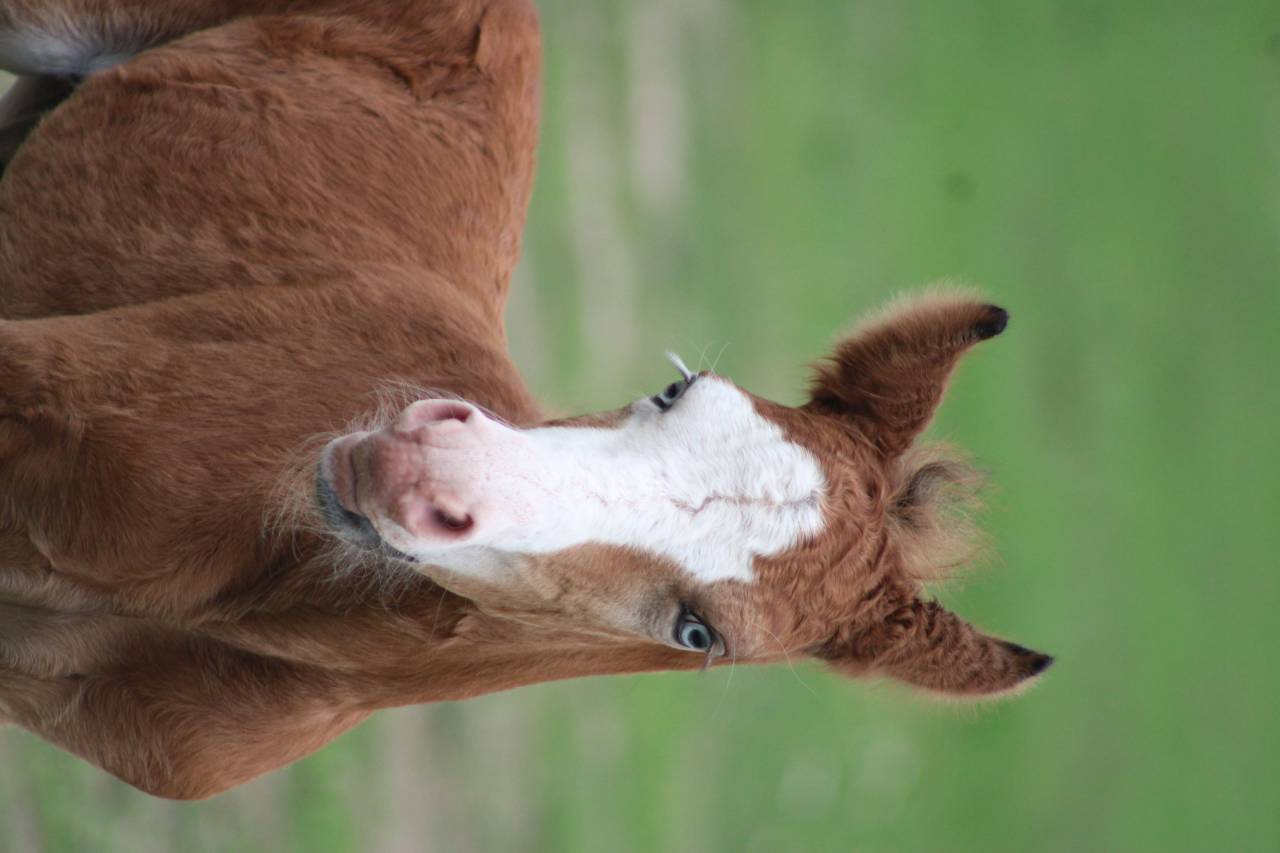 Broodmare New Forest For sale 2009 Grey