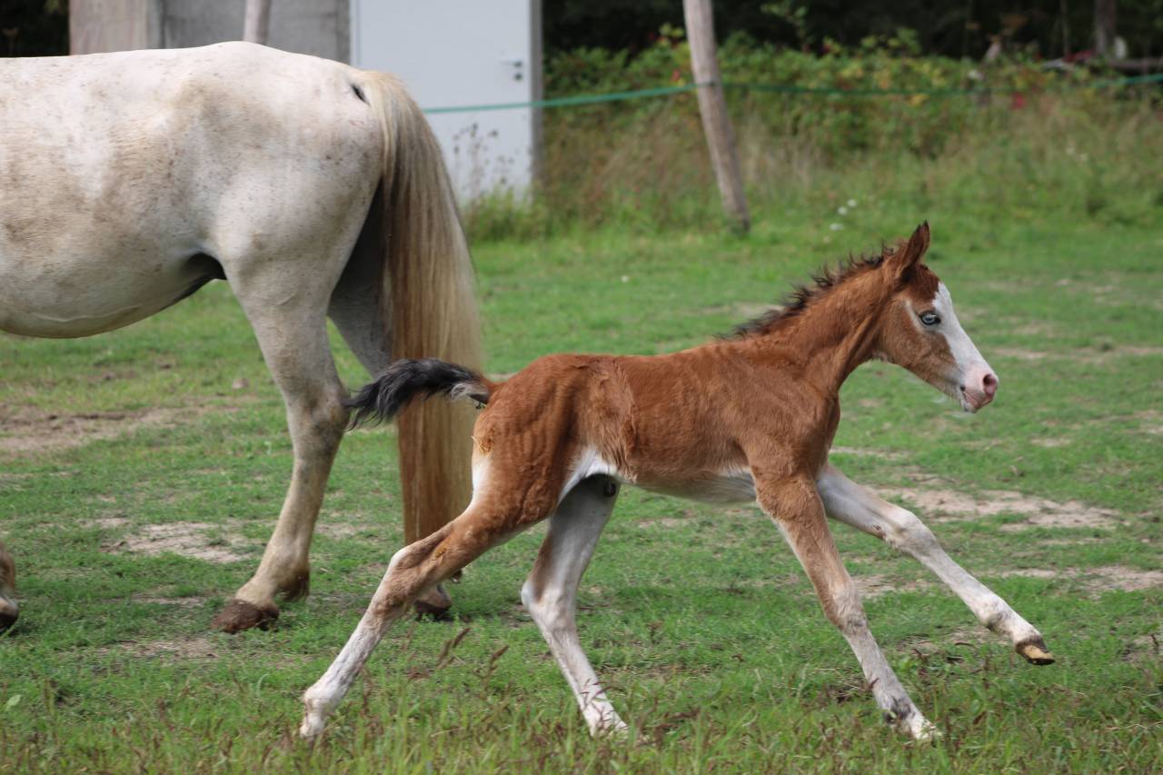 Broodmare New Forest For sale 2009 Grey