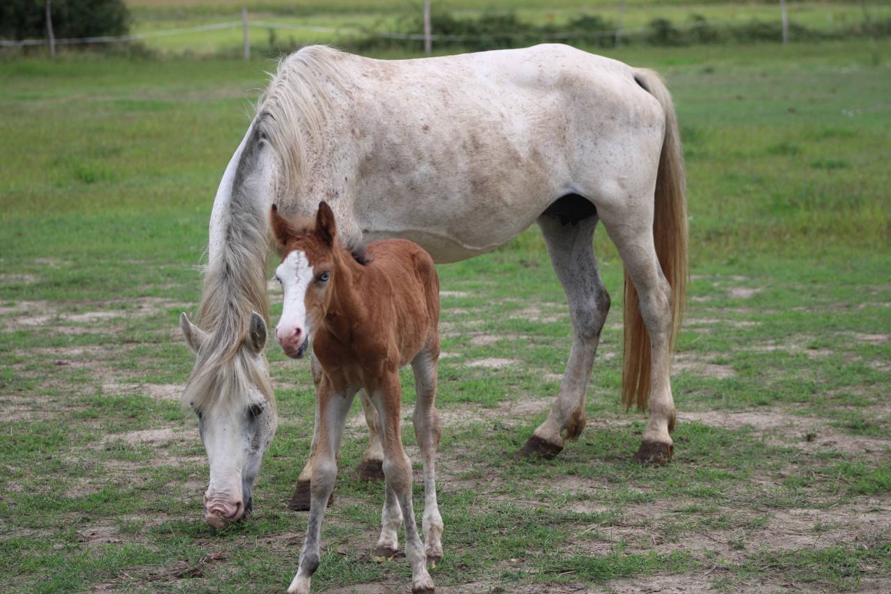 Broodmare New Forest For sale 2009 Grey