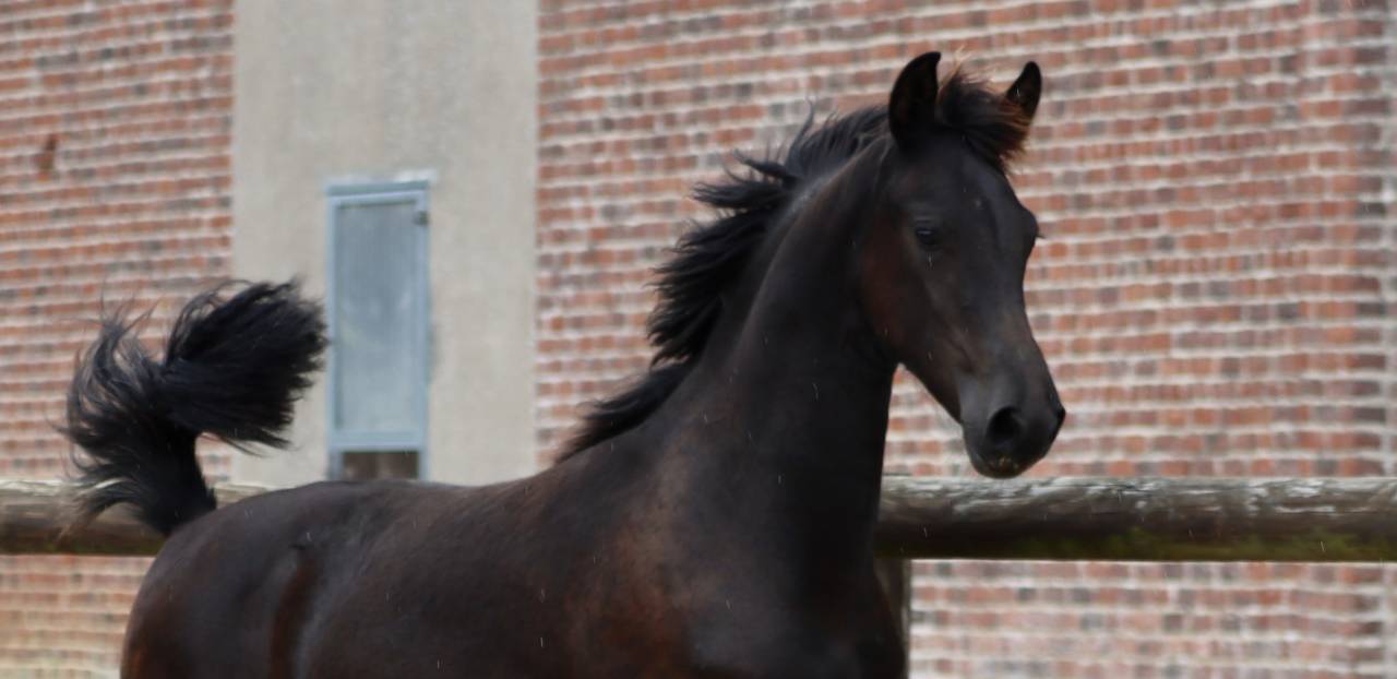 Filly Friesian Arabian For sale 2025 Black