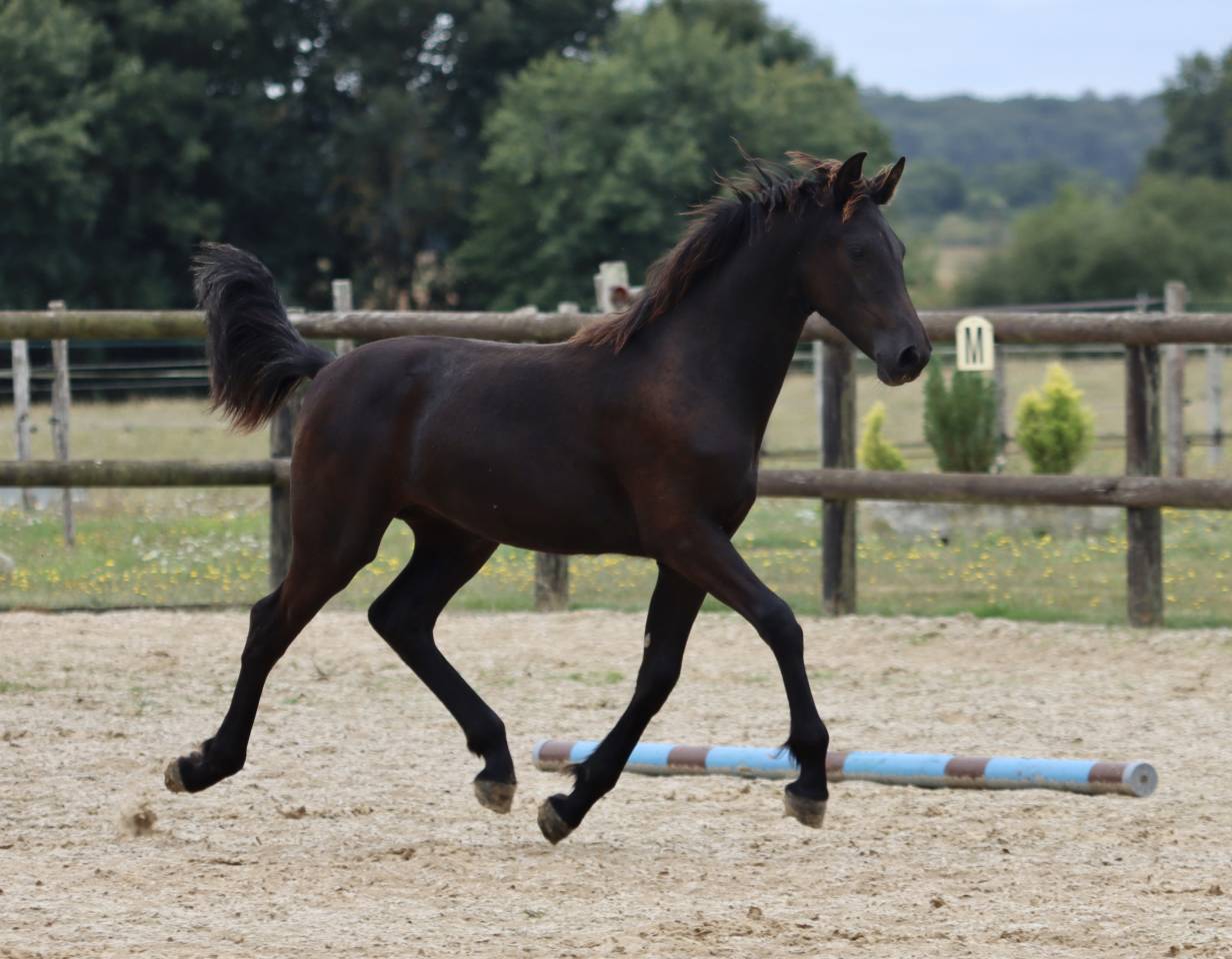 Filly Friesian Arabian For sale 2025 Black