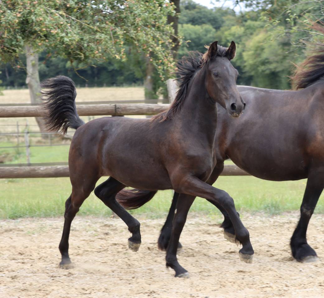 Filly Friesian Arabian For sale 2025 Black