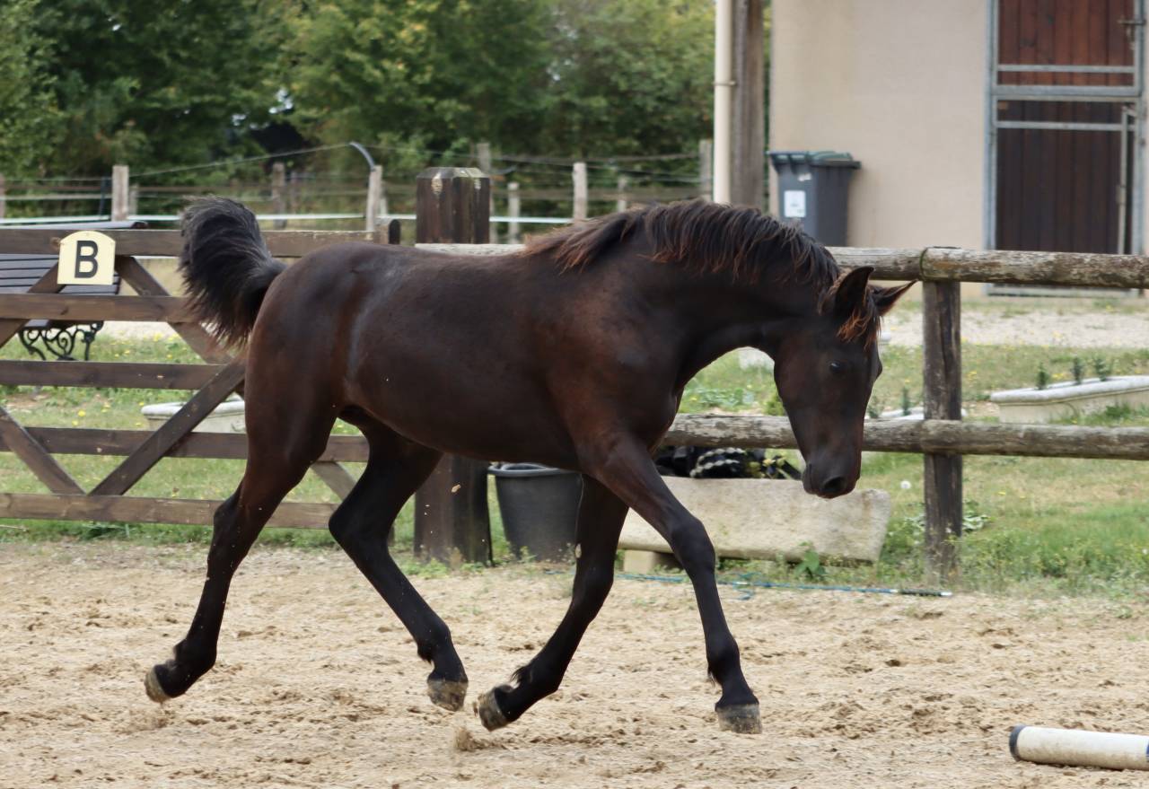 Filly Friesian Arabian For sale 2025 Black