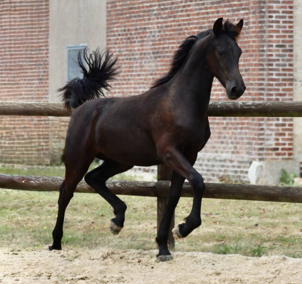 Filly Friesian Arabian For sale 2025 Black