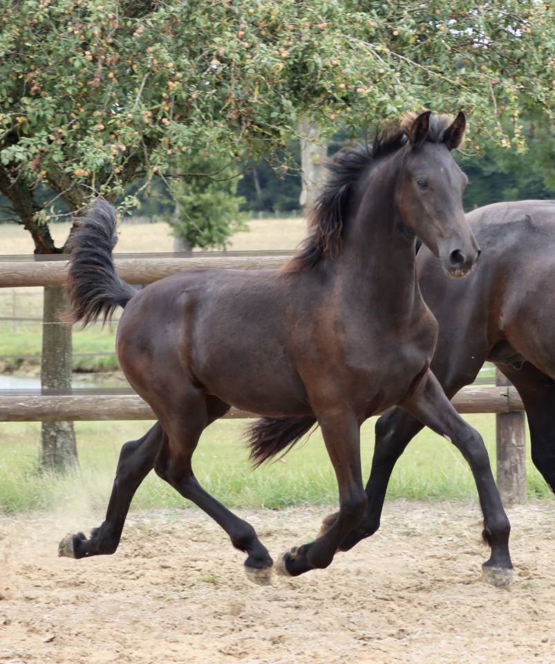 Filly Friesian Arabian For sale 2025 Black