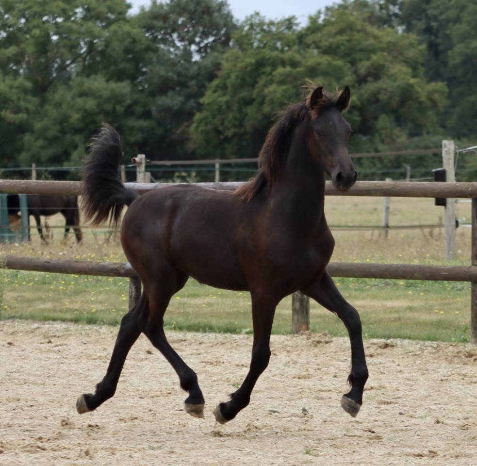 Filly Friesian Arabian For sale 2025 Black