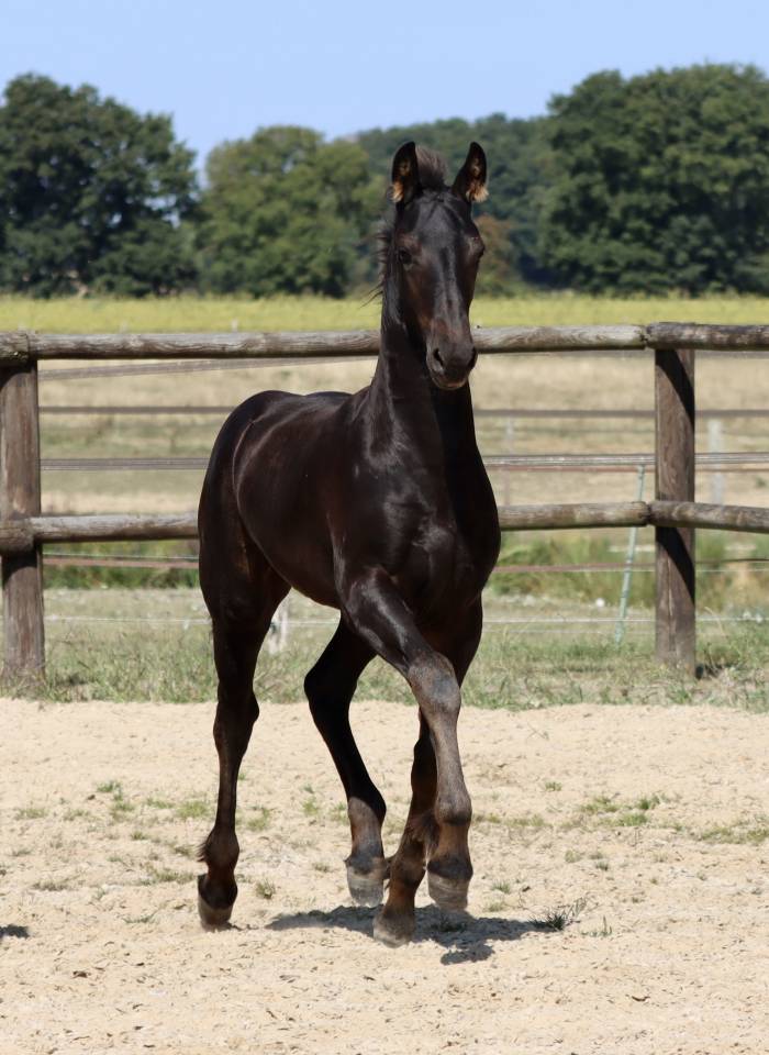 Filly Friesian For sale 2025 Black