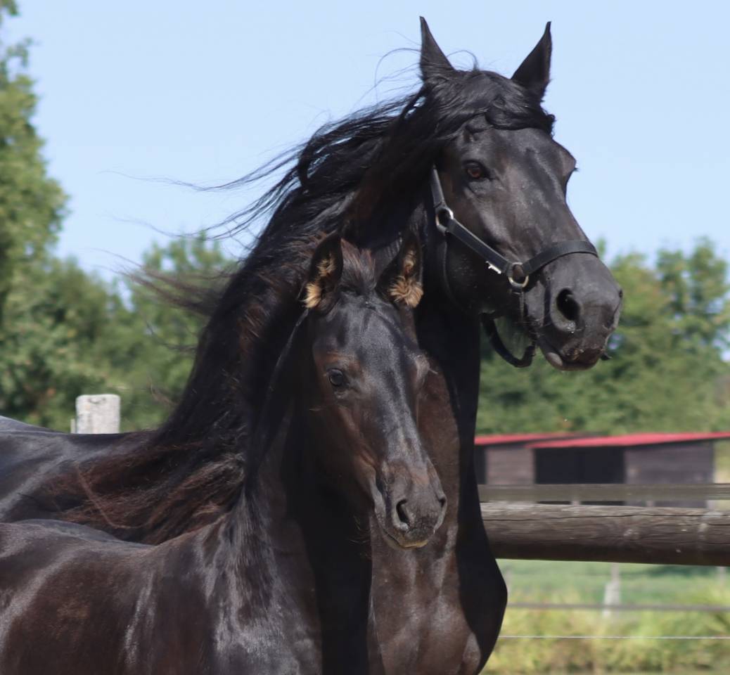 Filly Friesian For sale 2025 Black